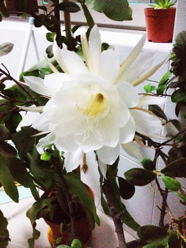 Epiphyllum blooms in my home